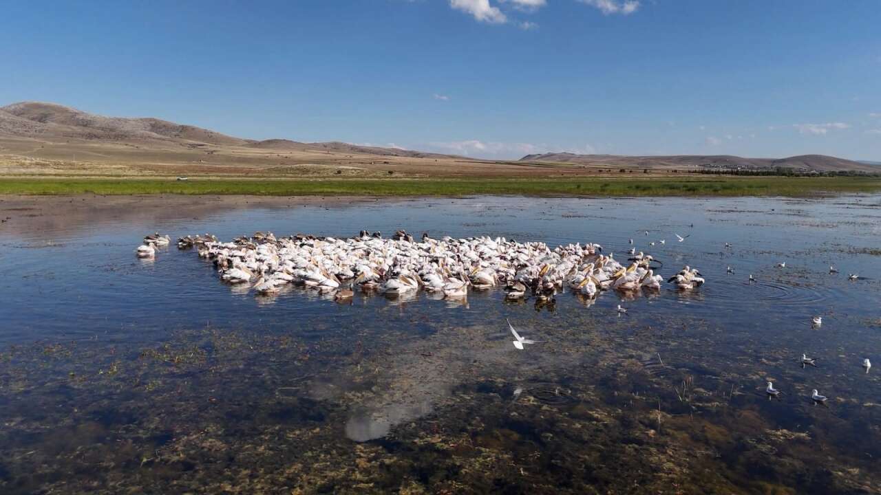 Gören Afrika sandı! Konya’da yüzlerce pelikan ünlü gölde böyle görüntülendi 13